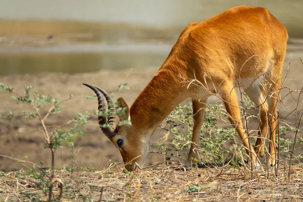Vista del profilo dell'alimentazione isolata delle antilopi Puku — Foto Stock