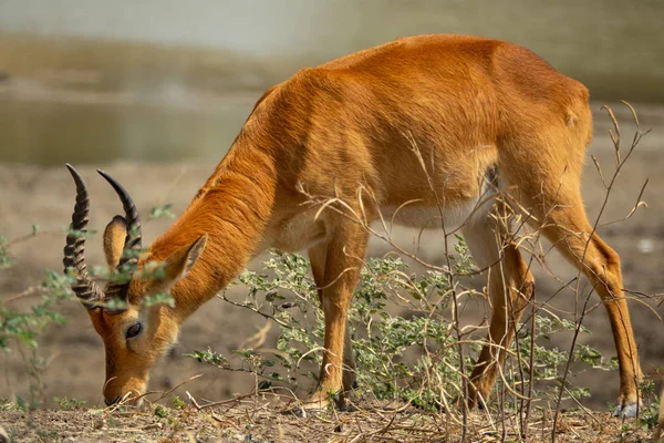 Profilo di Puku antilope pascolo, colpo lungo — Foto Stock