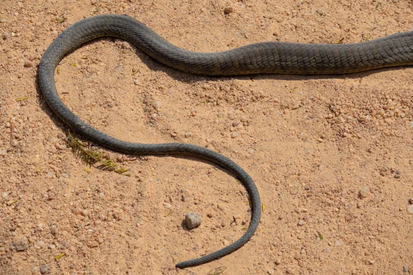 Dendroaspis polylepis, black mamba skin tail on the ground — Stock Photo, Image