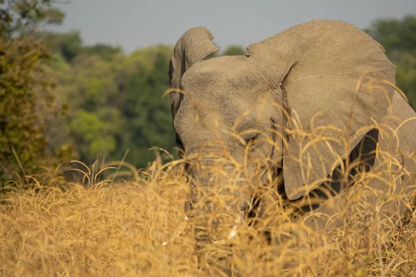 Elephand za keřem ve herní jednotce Safari — Stock fotografie