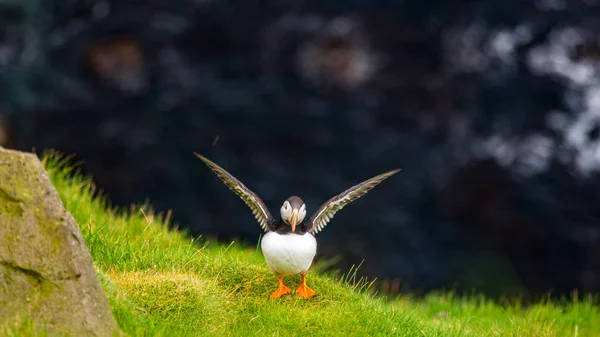 Papegaaiduiker flappen vleugels en op zoek naar de camera — Stockfoto