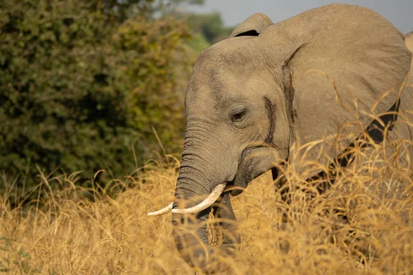 Elephant head with tusk behind the bushes — Stock Photo, Image