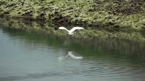 Reiher fliegt im Zeitlupentempo übers Wasser — Stockvideo