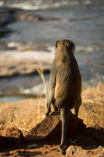 Velvet monkey sit over the rock watching — Stock Photo, Image