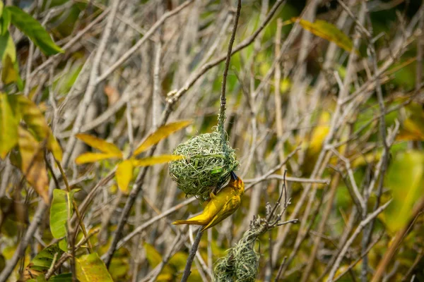 Weaver fågel under boet, långskott — Stockfoto