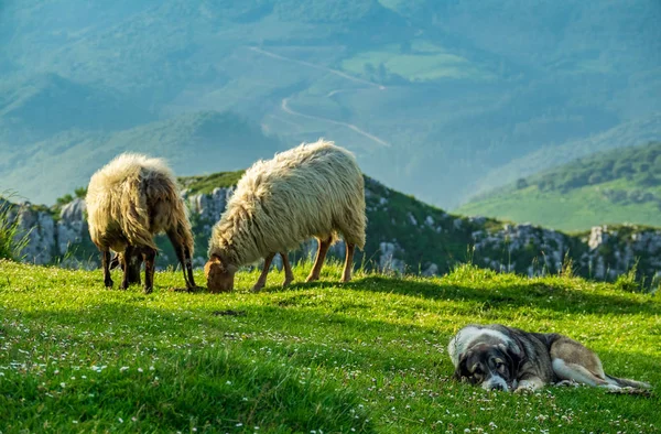 Cão deitado olhando para o gado ovino — Fotografia de Stock