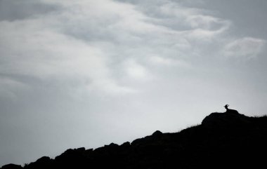 Dağın tepesine boynuzları serilmiş keçi