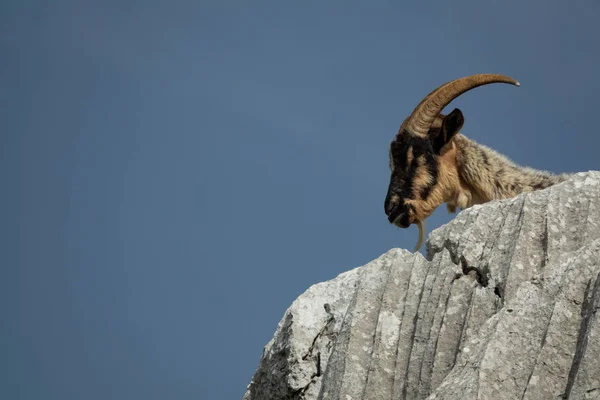 Koza zobrazující hlavu nad skalami před čistou oblohou — Stock fotografie