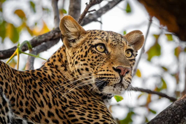 Leopardo sopra l'albero guardando l'orizzonte — Foto Stock