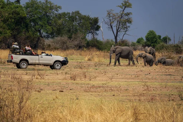 Safari en 4x4 avec éléphants — Photo