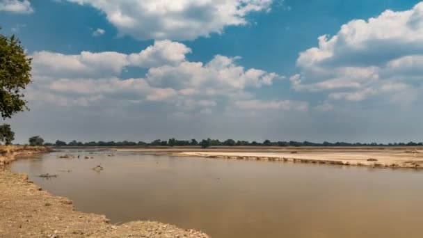 Tid förflutit Luangwa River med flodhästar — Stockvideo