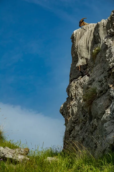Ziege mit Hörnern auf den Felsen in der Nähe der Gleise — Stockfoto