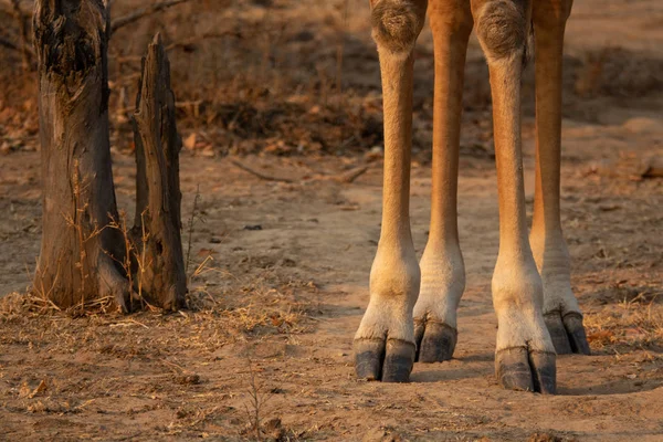 Nogi żyrafa w pobliżu bagażnika w napędzie gry — Zdjęcie stockowe