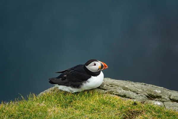 Puffin laid down on top of the cliff against the ocean — Stock Photo, Image