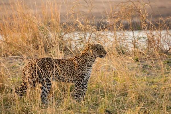 Leopardo escondido no mato preparado para a caça — Fotografia de Stock