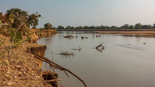 Upływ czasu rzeki Luangwa z pniami — Wideo stockowe