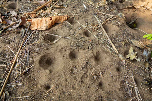 Close-up bovenaanzicht van vele Antlion gaten in het zand — Stockfoto