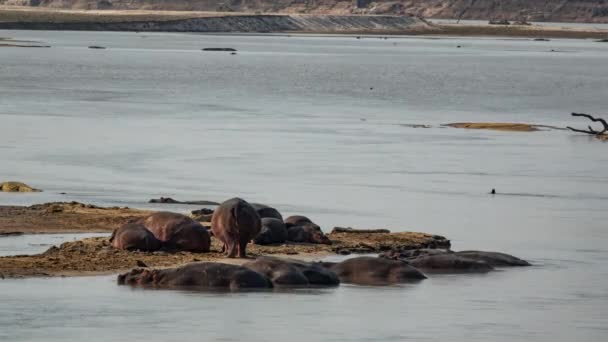 Hippo οικογένεια στην όχθη του ποταμού πάροδο του χρόνου — Αρχείο Βίντεο