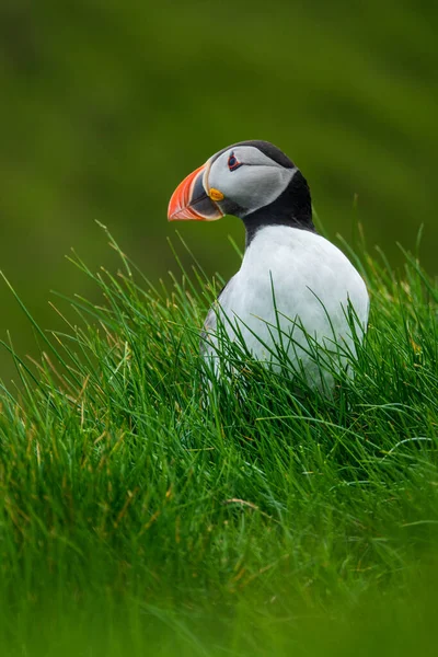 Portrait of puffin looking to the left — Stock Photo, Image