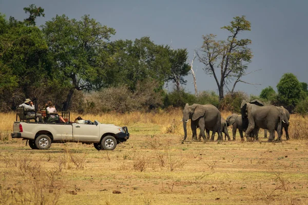 Game drive safari over car with elephants — Stock Photo, Image