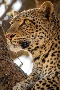 Ufuktaki avları ararken ağacın üzerindeki leopar yüzünün profil görüntüsü