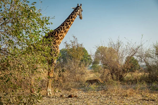 Girafa olhando para andar leopardo na natureza — Fotografia de Stock