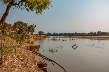 Zambiya 'daki Luangwa Nehri' nin çok uzun süre gövdesi enkazla kaplıydı.