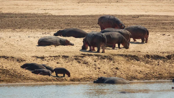 Rodzina hipopotamów na brzegu rzeki South Luangwa — Zdjęcie stockowe