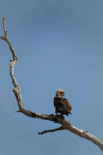 Bateleur eagle on top of dry tree branch, vertical composition — Stock Photo, Image