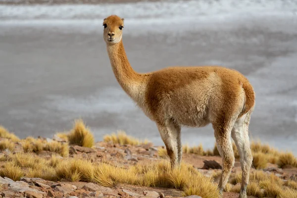 Elszigetelt Vicugna vicugna Atacama fennsíkon — Stock Fotó