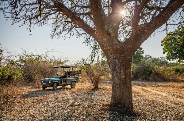 Carro de passeio de jogo com turistas olhando para o leopardo sobre a árvore — Fotografia de Stock