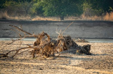Dalların arkasına gizlenmiş vahşi leopar nehir boyunca süpürüldü