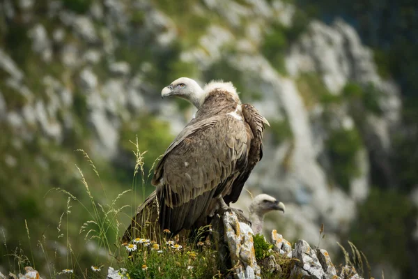 Vulture over the rocks looking back, profile view — Stock Photo, Image