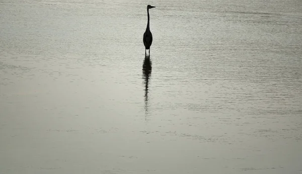 Vereinzelte Reiher über dem Wasser mit Blick nach rechts — Stockfoto