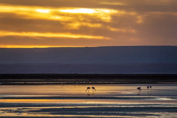 Coucher de soleil orange avec flamants roses et ciel orange — Photo