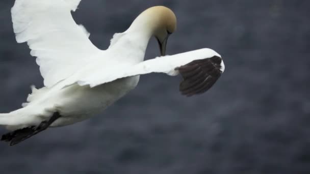 Morus bassanus voando oceano cinza em super slow-mo — Vídeo de Stock