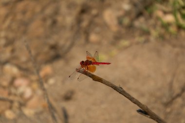 Filiz üzerinde parlak kırmızı yusufçuk yakın plan, bulanık arka plan