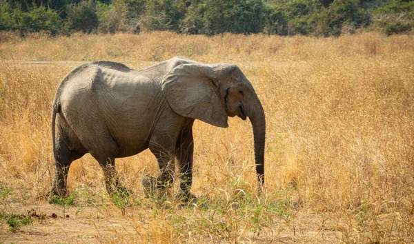 Elefante caminando en el arbusto, vista de perfil — Foto de Stock