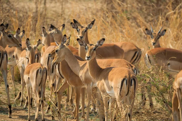 Wiele kobiet impalas patrząc w aparat fotograficzny, afrykańskiej przyrody — Zdjęcie stockowe