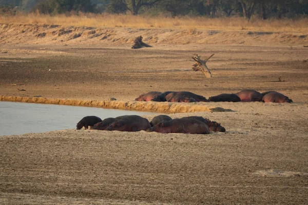 Hippo families laid down in the river — ストック写真