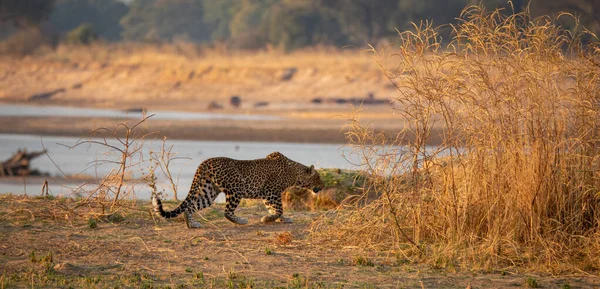 Leopardo nascosto nel cespuglio per la caccia — Foto Stock