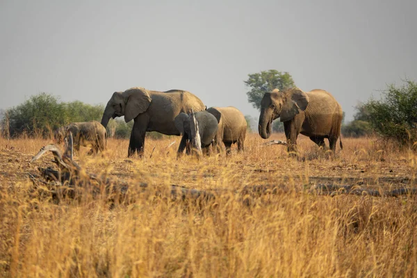 A family of elephants in the wild — Stock Photo, Image