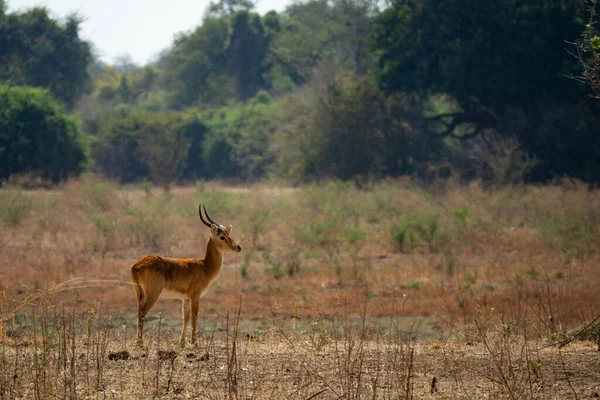 Puku mannelijke antilope alleen in het wild — Stockfoto
