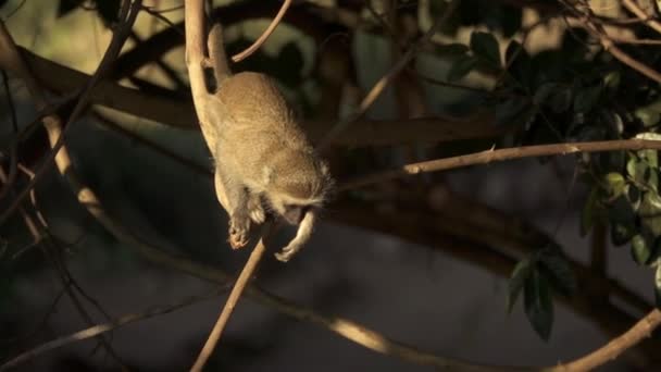 Malá opice vyskočí z větve v pomalém tempu — Stock video