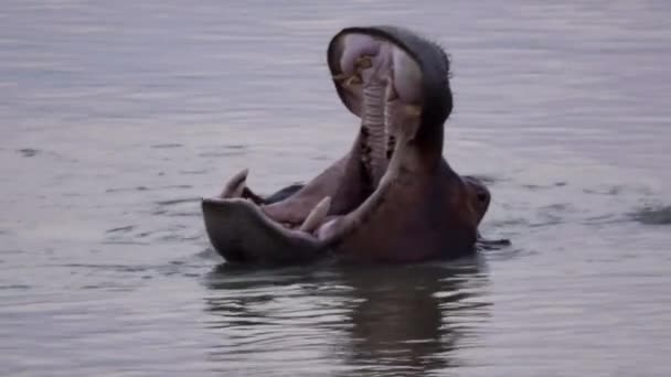 Hippo abre boca grande com dentes grandes — Vídeo de Stock