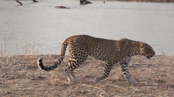 Espectacular leopardo caminando en cámara súper lenta — Vídeos de Stock