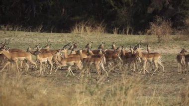 İmpala antilop grubu süper yavaş çekimde yürüyor
