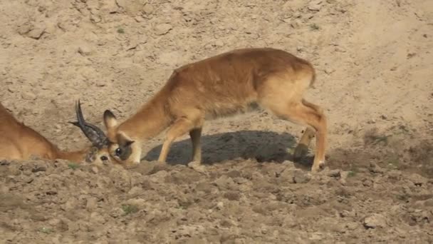 Profilo delle antilopi Puku maschili che combattono in slow-mo — Video Stock