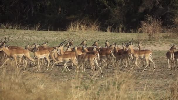 Impala antilop csoport sétál szuper lassú mozgású — Stock videók