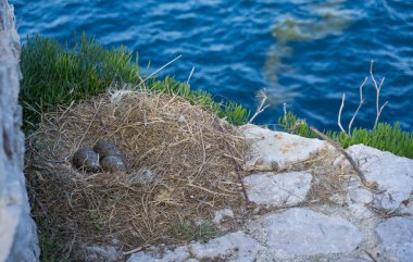 Kayalıklardaki bir yuvada üç martı yumurtası